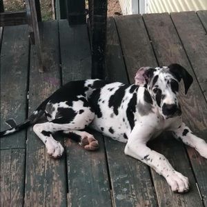 Meet your Posher, Marion